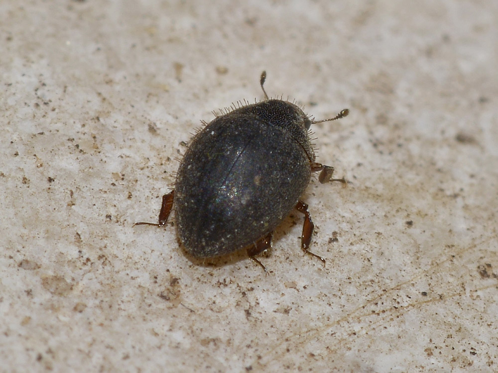 Cosa potrebbe essere? Curimopsis maritima (Byrrhidae)